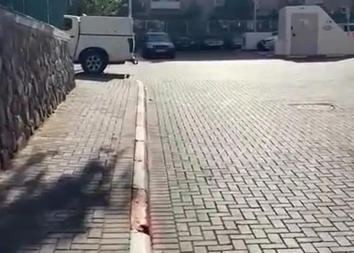 בובה של דירה